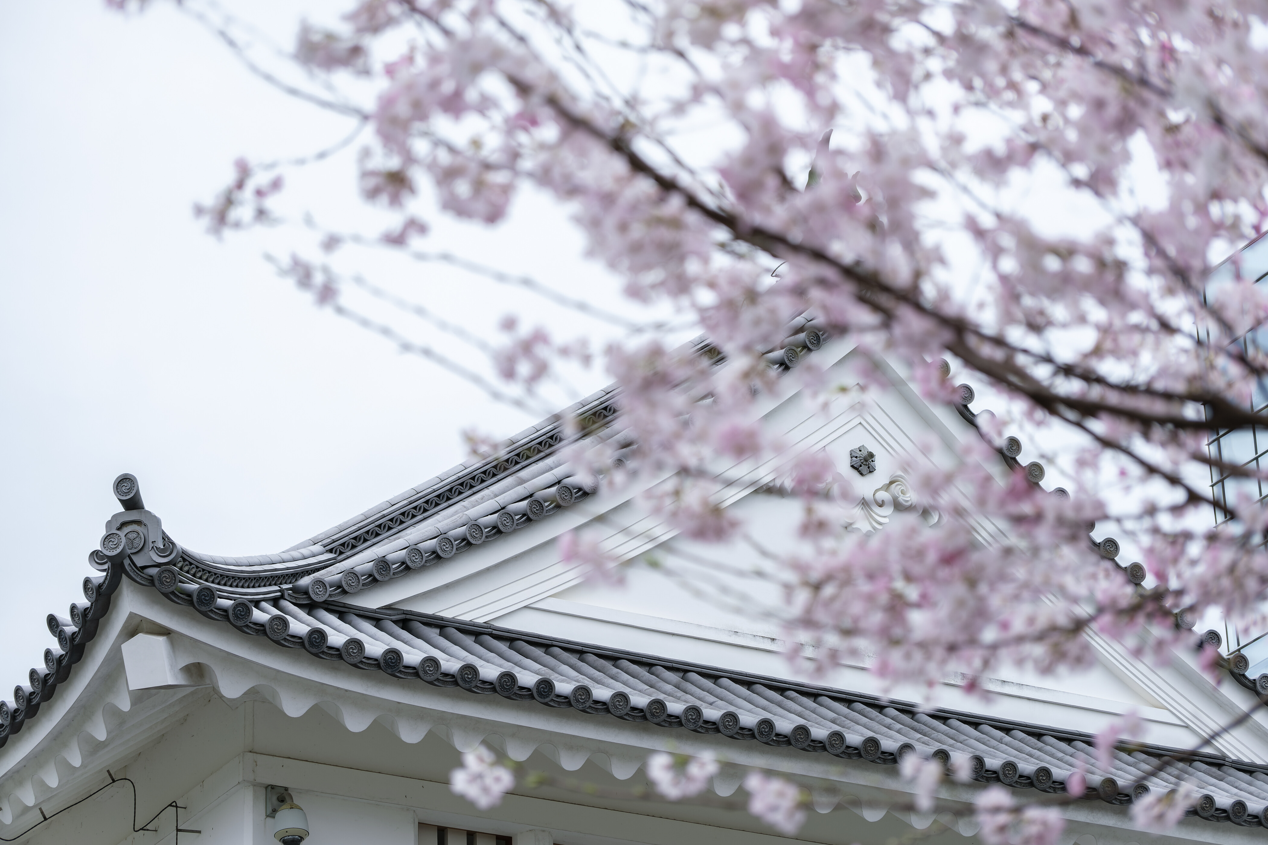 駿府城公園の桜 22 花と私 時々虫たち