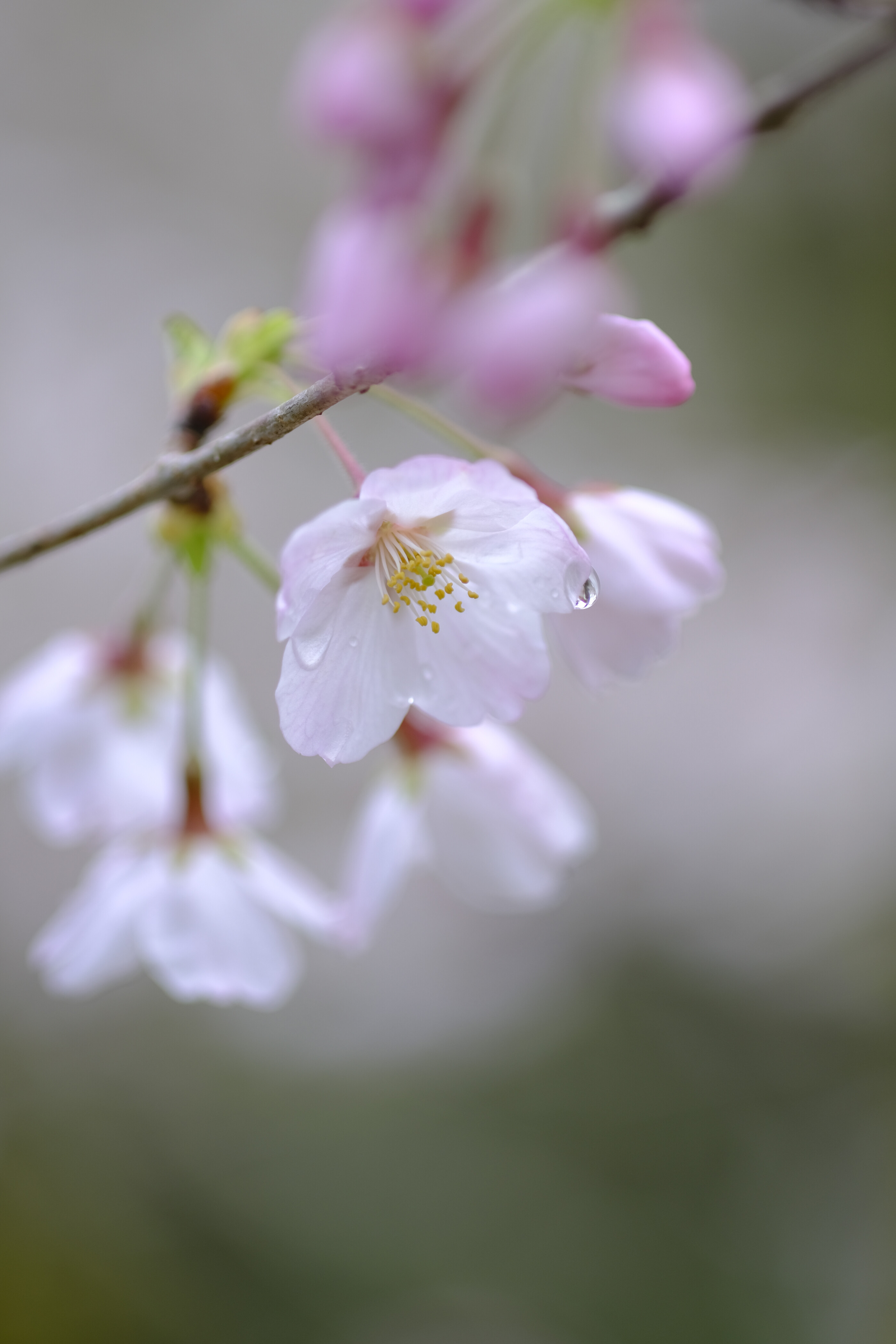 真打登場 ／ TAMRON SP 90mm F2.5(52BB) : 花と私、時々虫たち