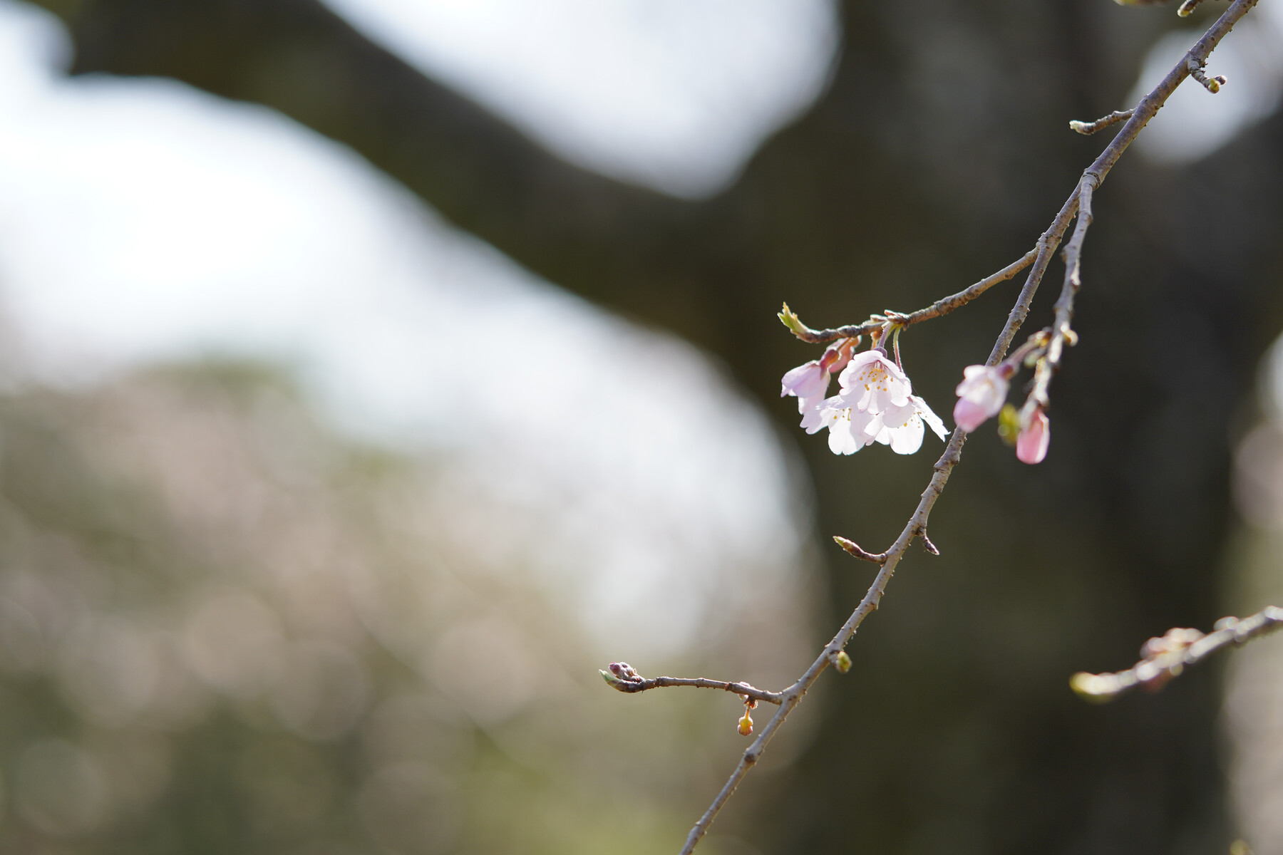 城北公園の枝垂れ桜、まだ五分咲き : 花と私、時々虫たち