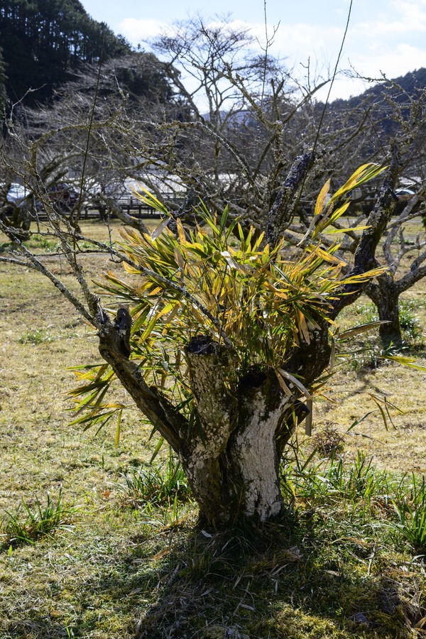 20200120-_NZ71510