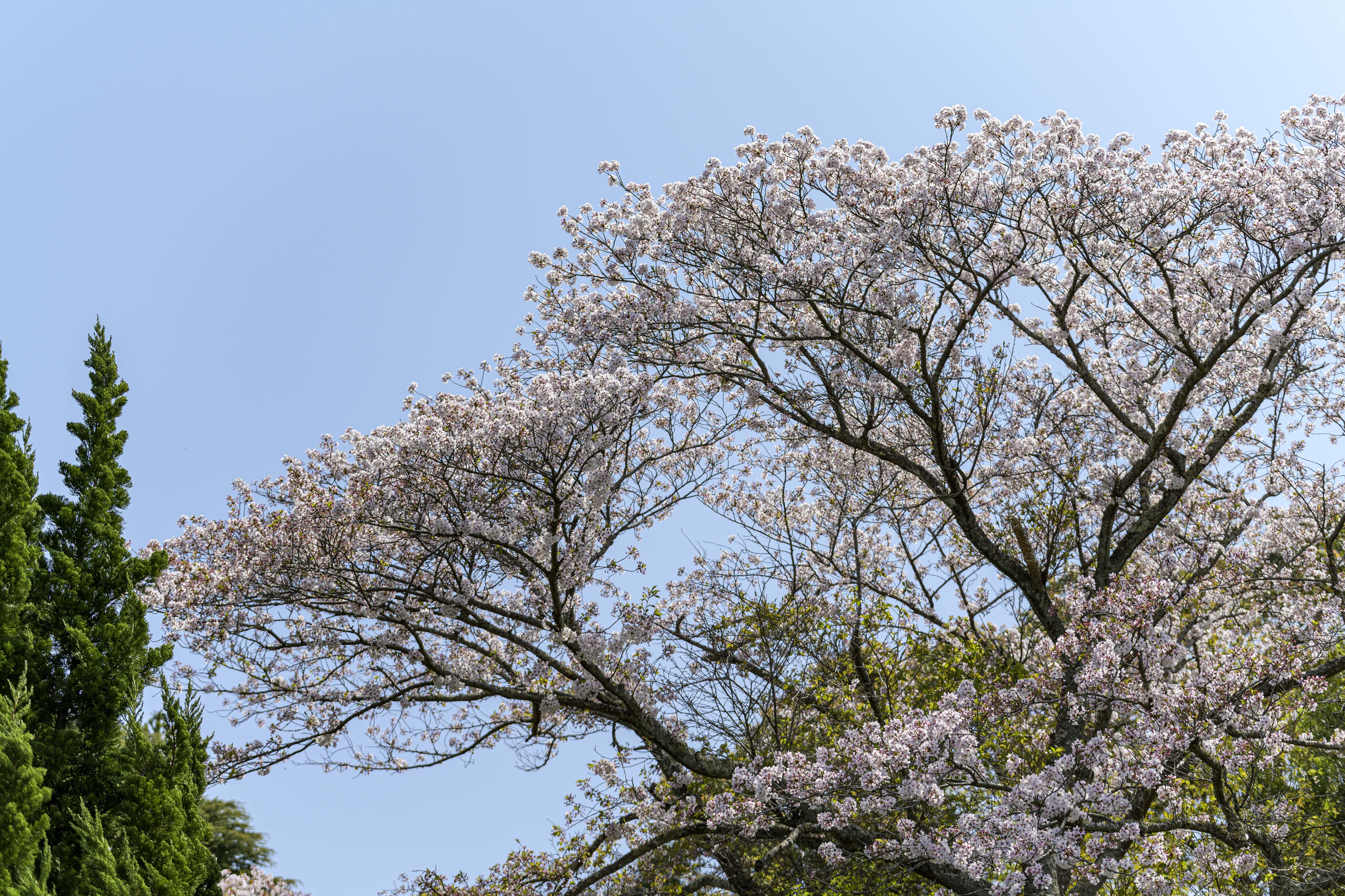 TAMRON 70-210mm F/4 Di VC USD ～ Z レンズから移行 : 花と私、時々虫たち