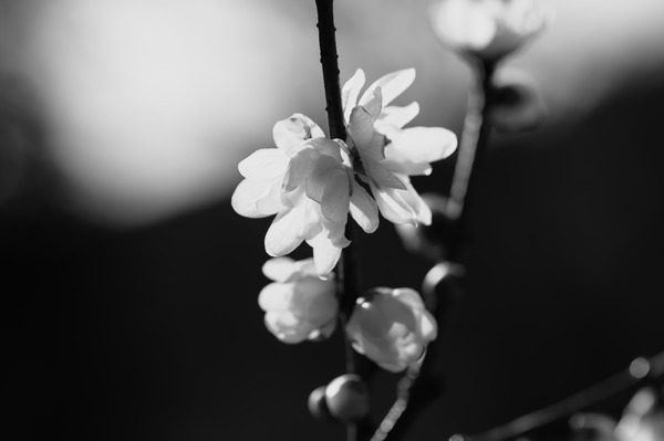 20210120-_NZ61735