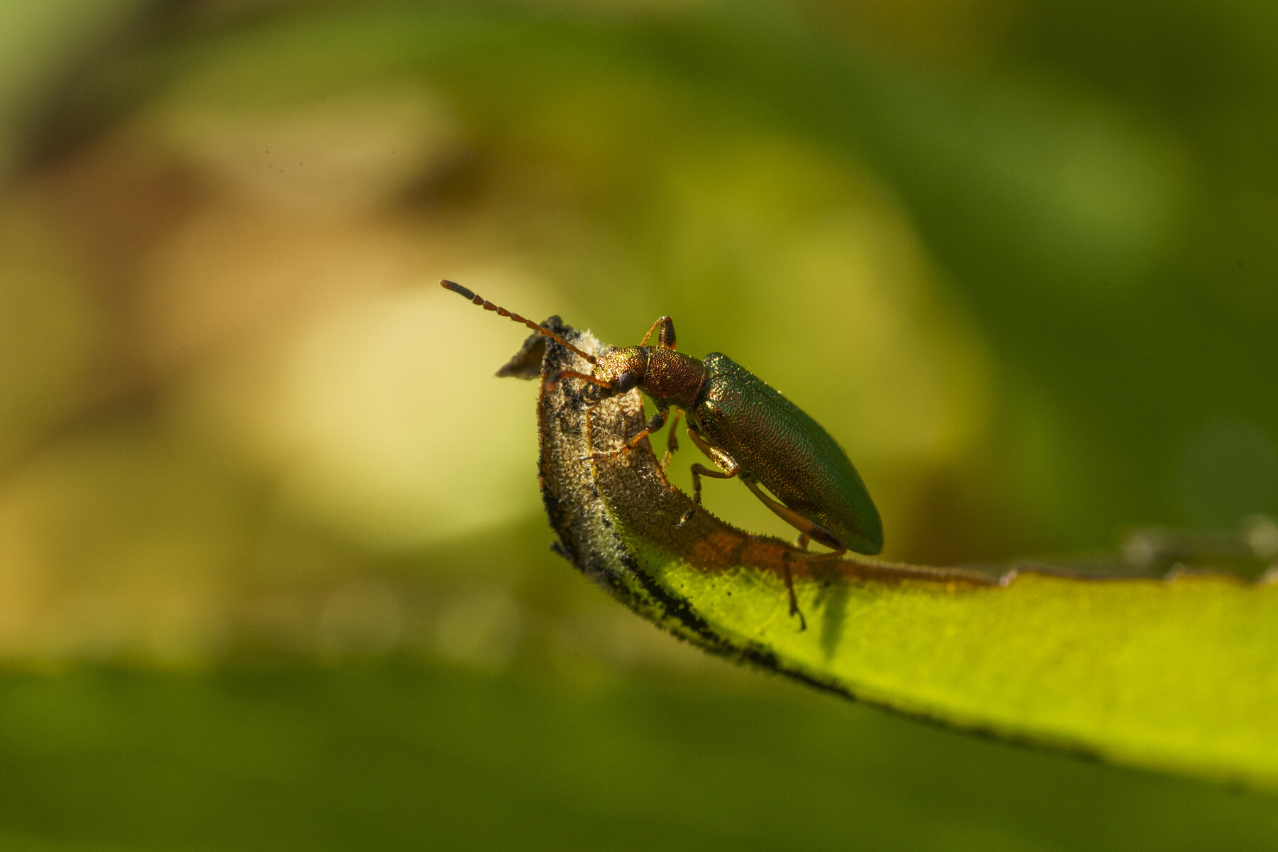 本日の虫たち 4月30日 花と私 時々虫たち