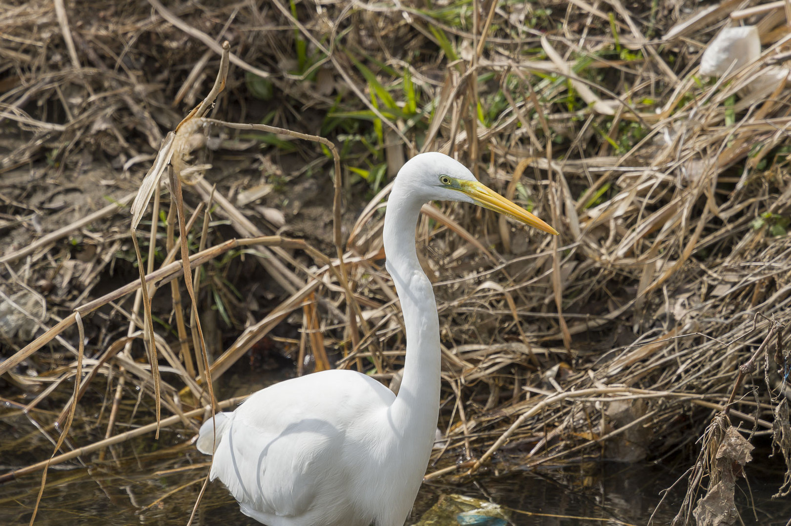 驚愕のテレコン耐性 その２ 花と私 時々虫たち