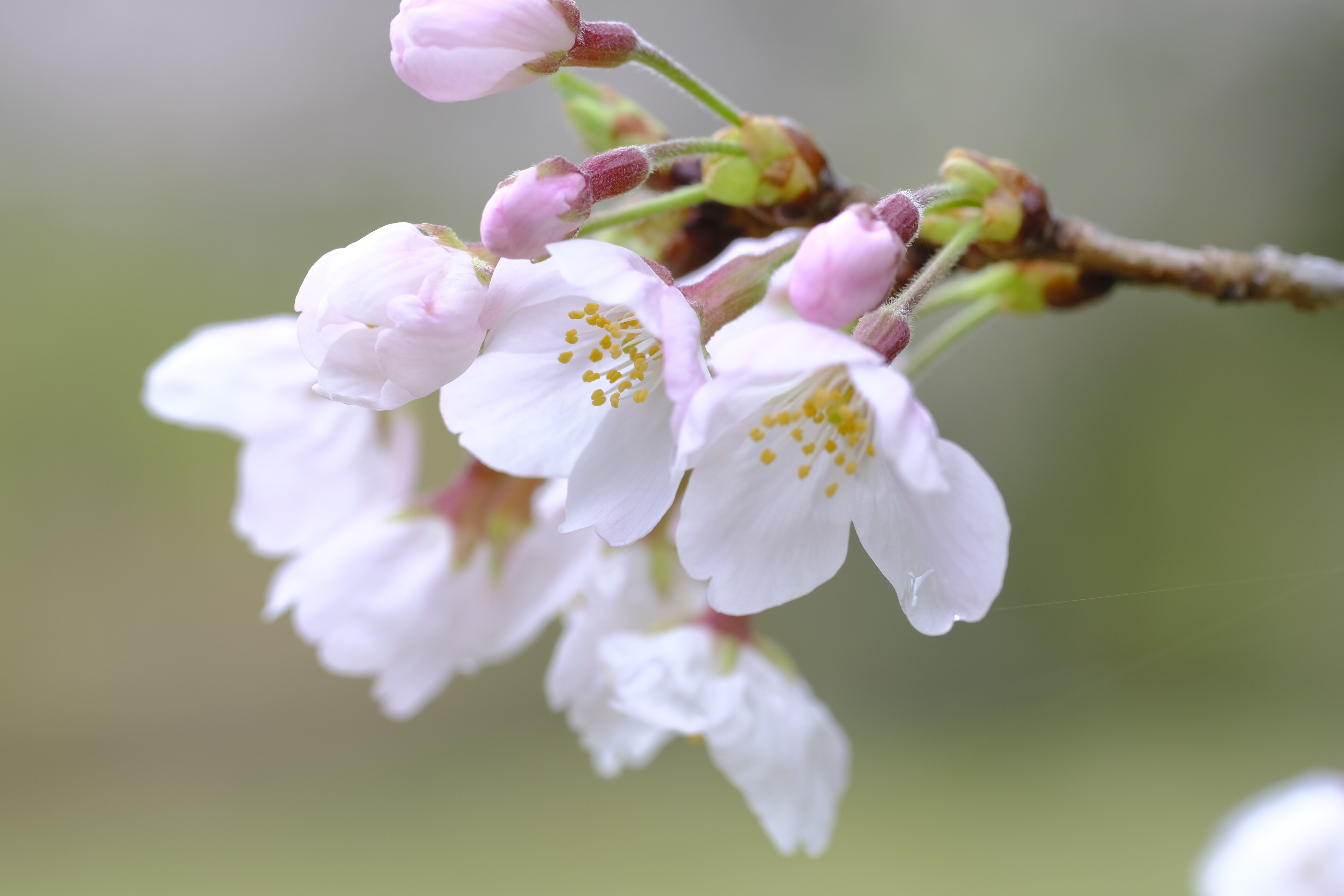真打登場 ／ TAMRON SP 90mm F2.5(52BB) : 花と私、時々虫たち