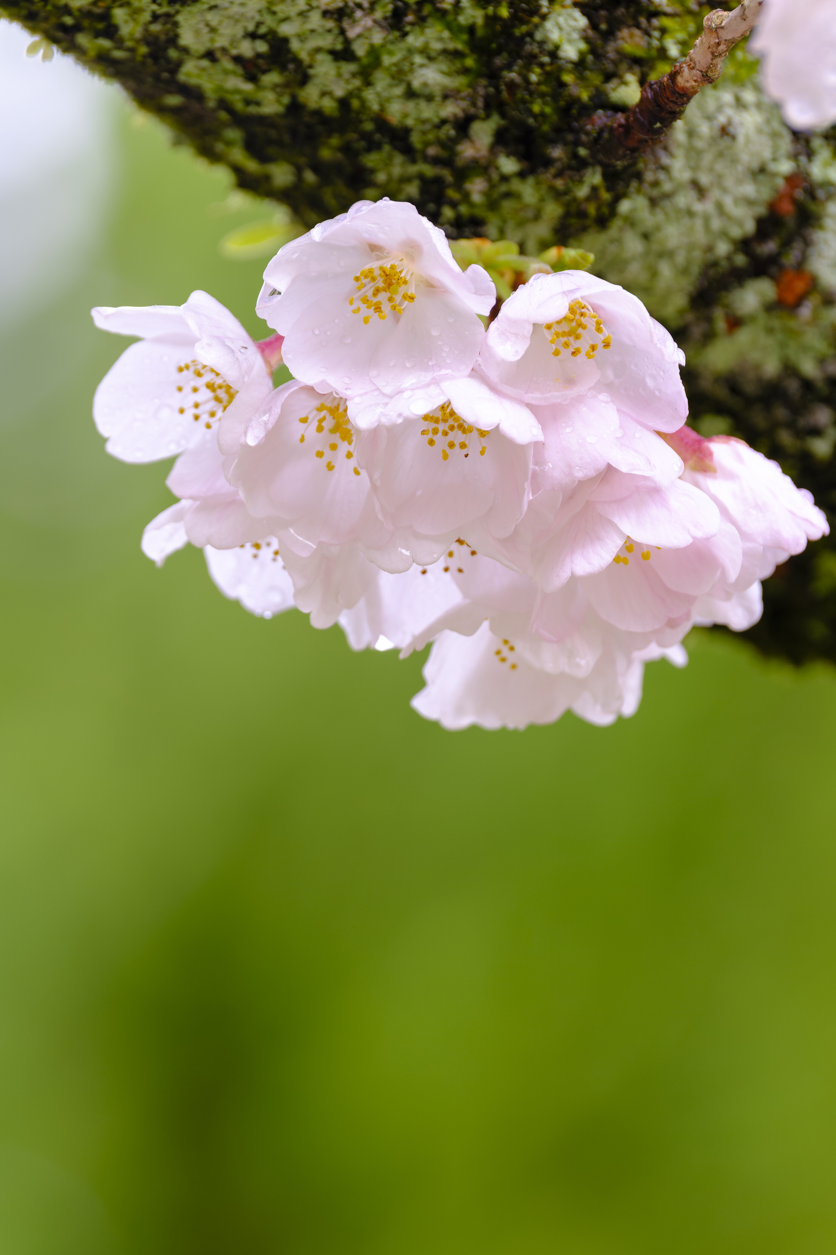 XF 70-300mm ／ 花を撮らずして語るなかれ : 花と私、時々虫たち