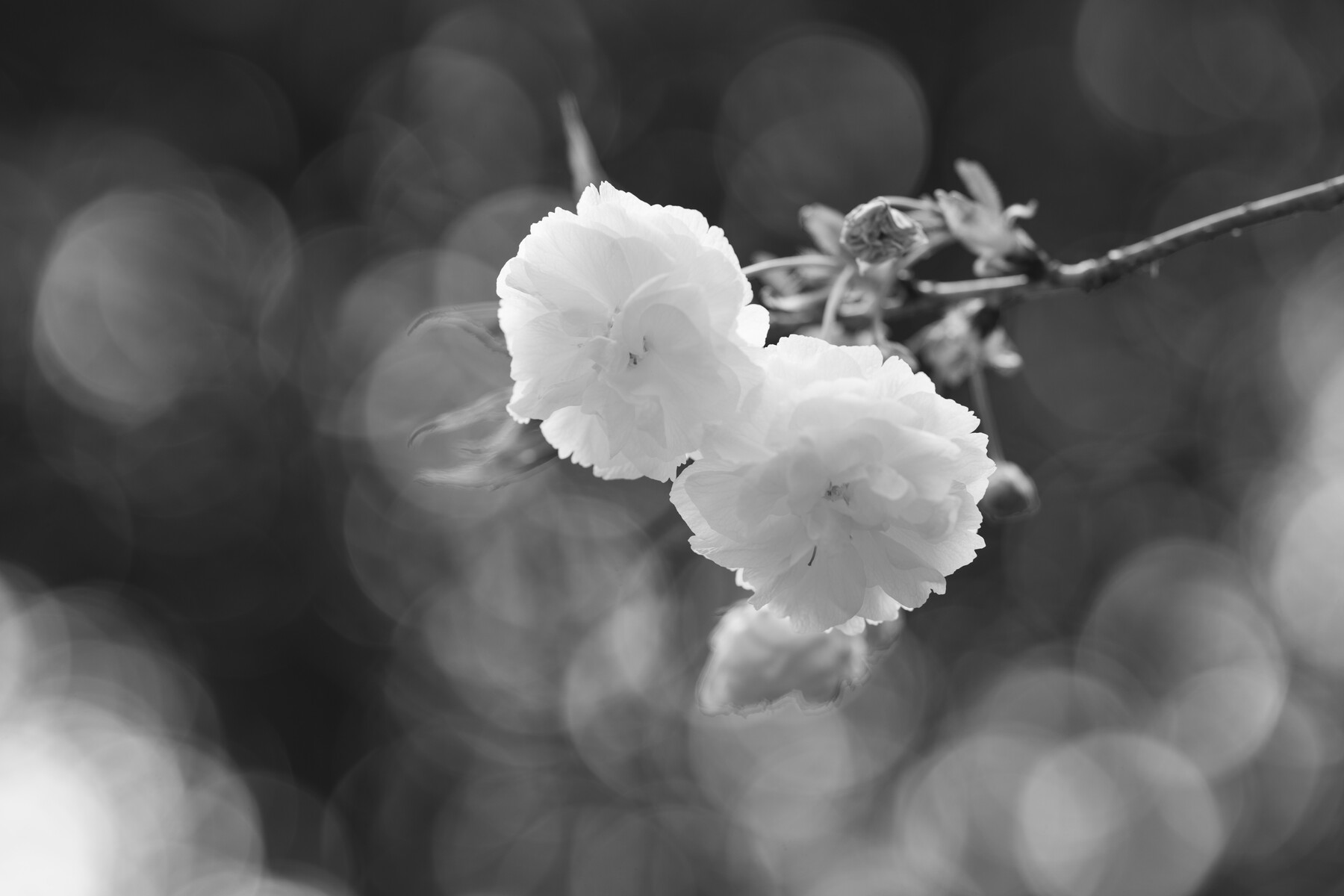 桜の白黒写真 意外と良いかも 花と私 時々虫たち