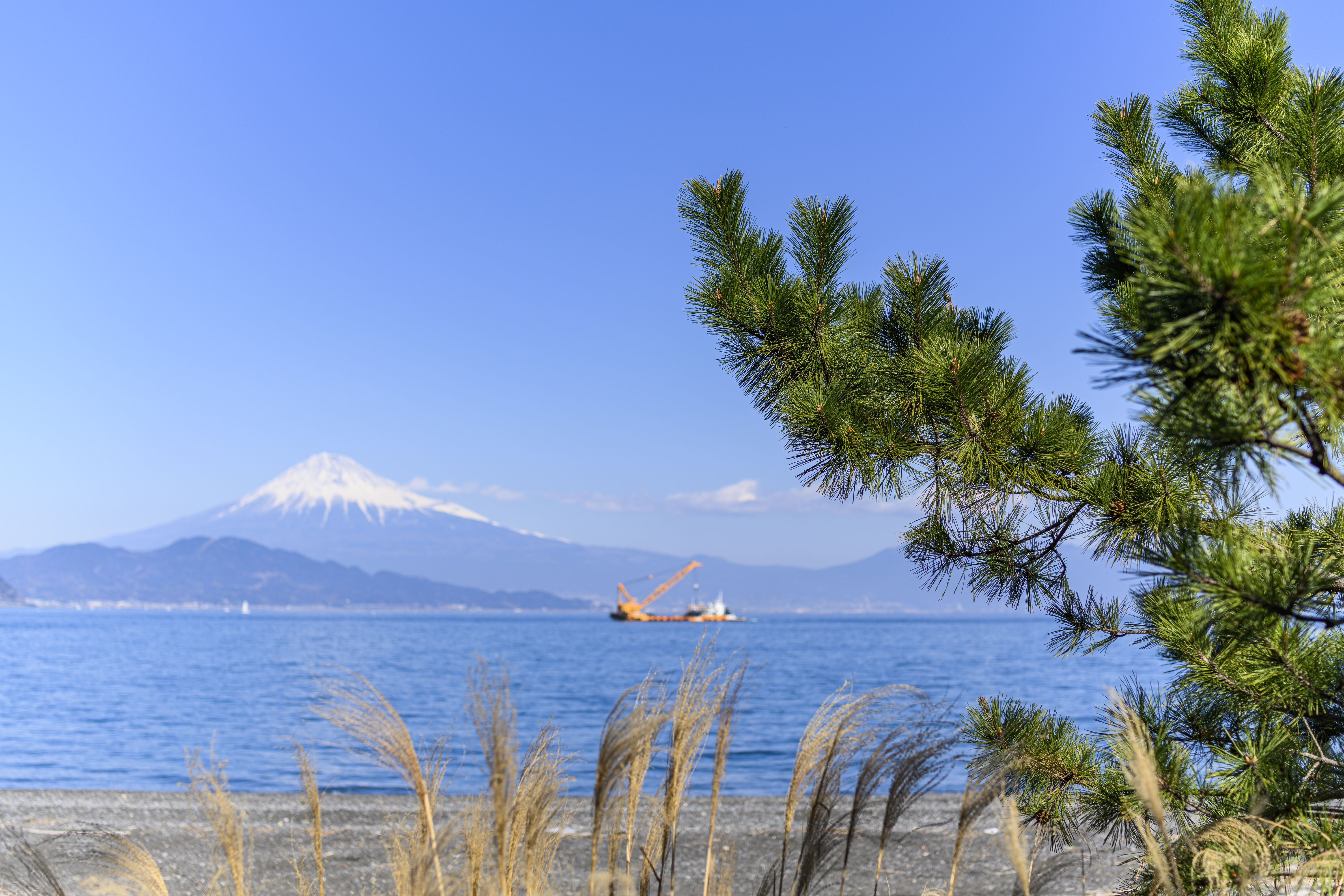 このレンズ、面白い。 ~ TAMRON SP 45mm F1.8 Di VC USD : 花と このレンズ、面白い。 ~ TAMRON SP 45mm F1.8 Di VC USD : 花と