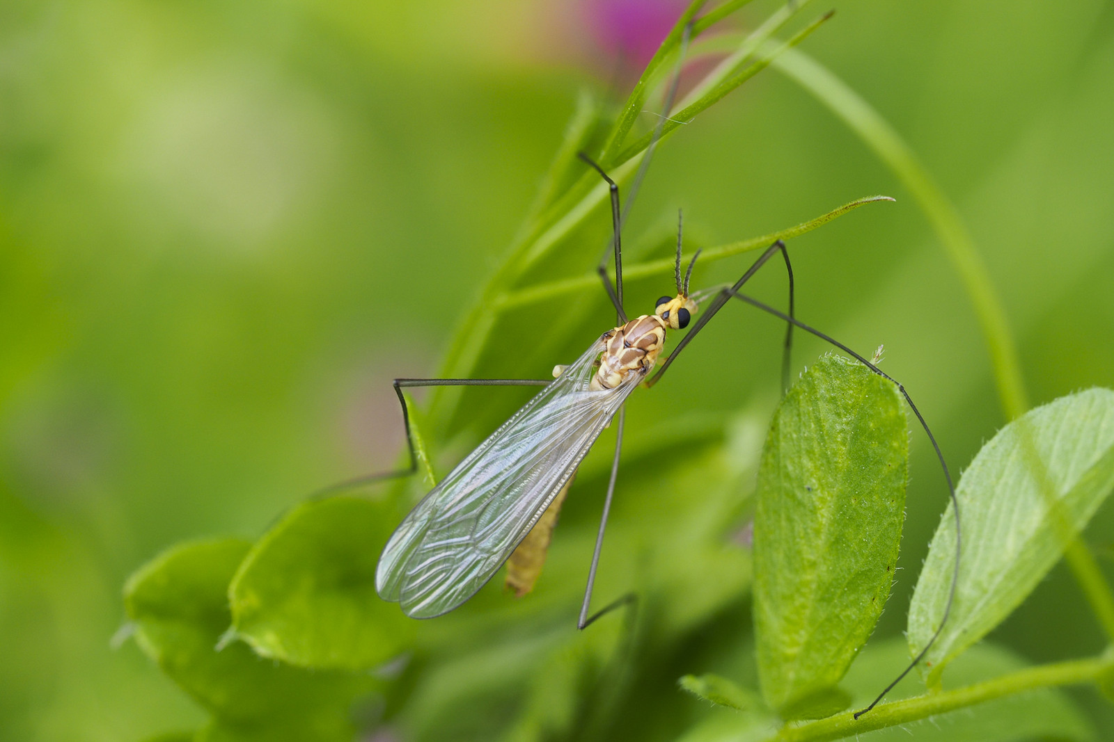 本日の虫たち 5月6日 花と私 時々虫たち 本日の虫たち 5月6日 花と私 時々虫たち