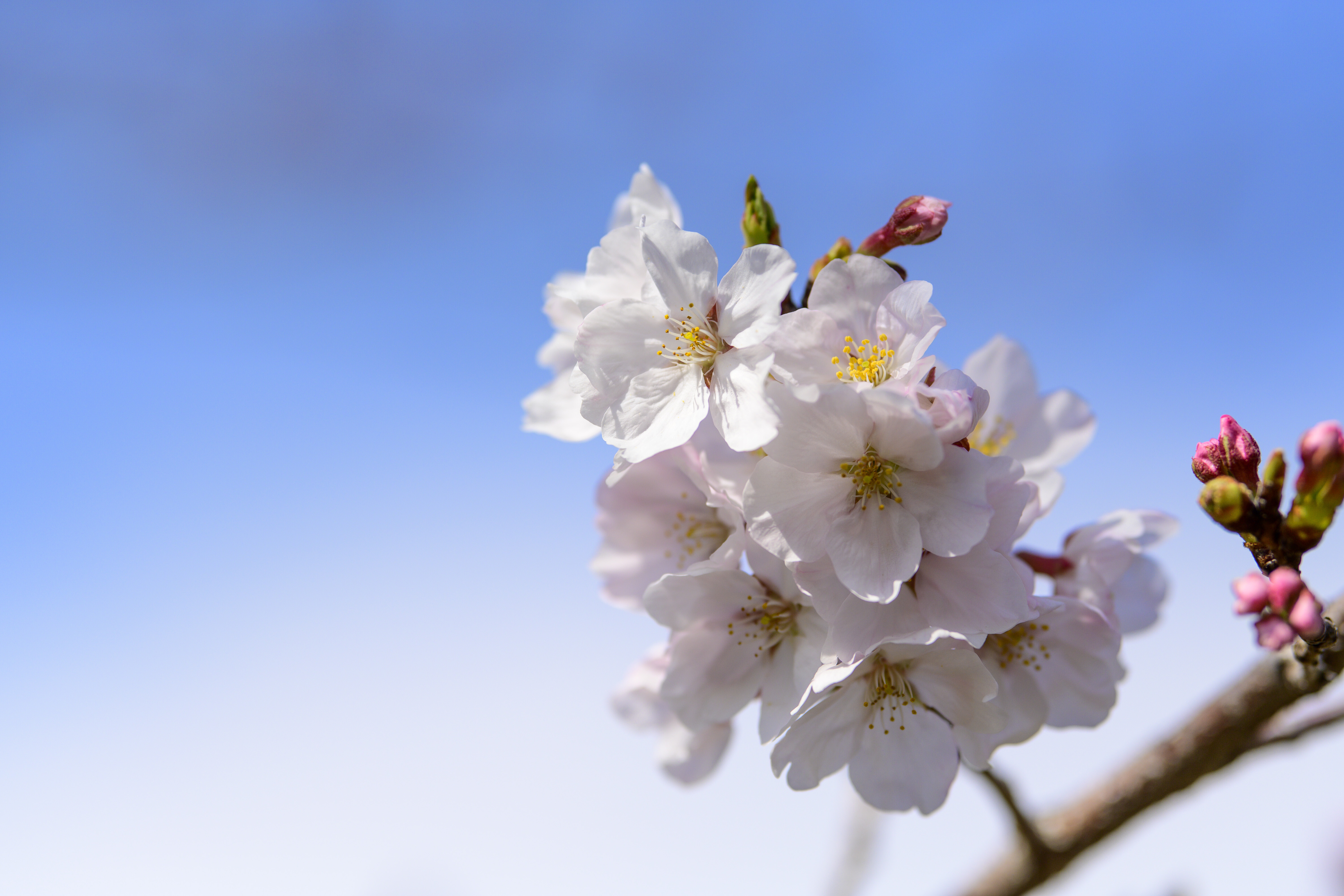 七分咲きの桜(その1) : 花と私、時々虫たち 七分咲きの桜(その1) : 花と私、時々虫たち