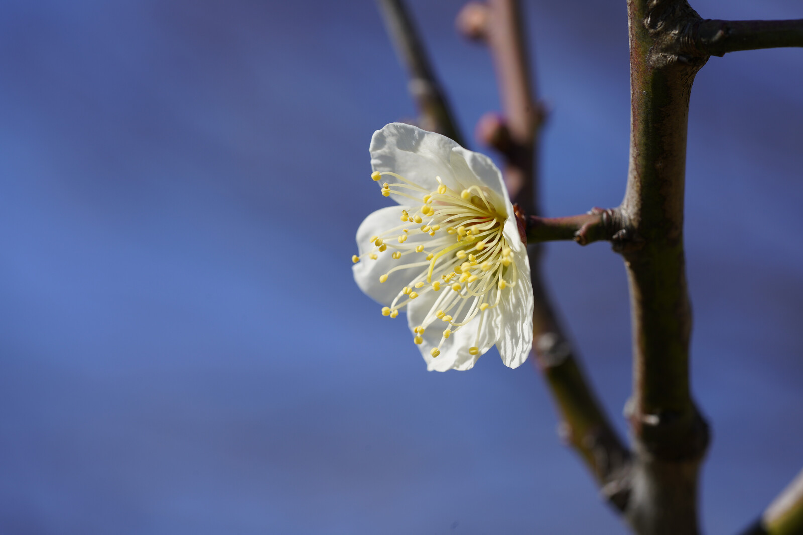 このレンズにぞっこん ～ FE 90mm F2.8 Macro G OSS : 花と私、時々虫たち