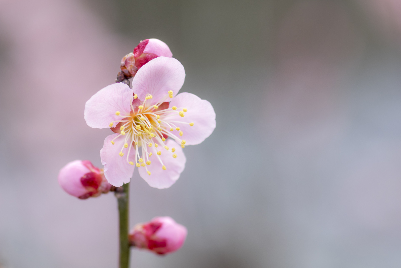 オールドレンズで撮る梅 花と私 時々虫たち