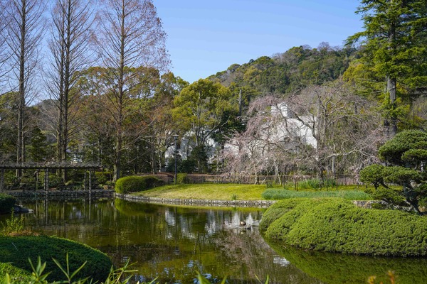 枝流木 90cm以上100cm未満 10本セット 南信州アルプス天然流木