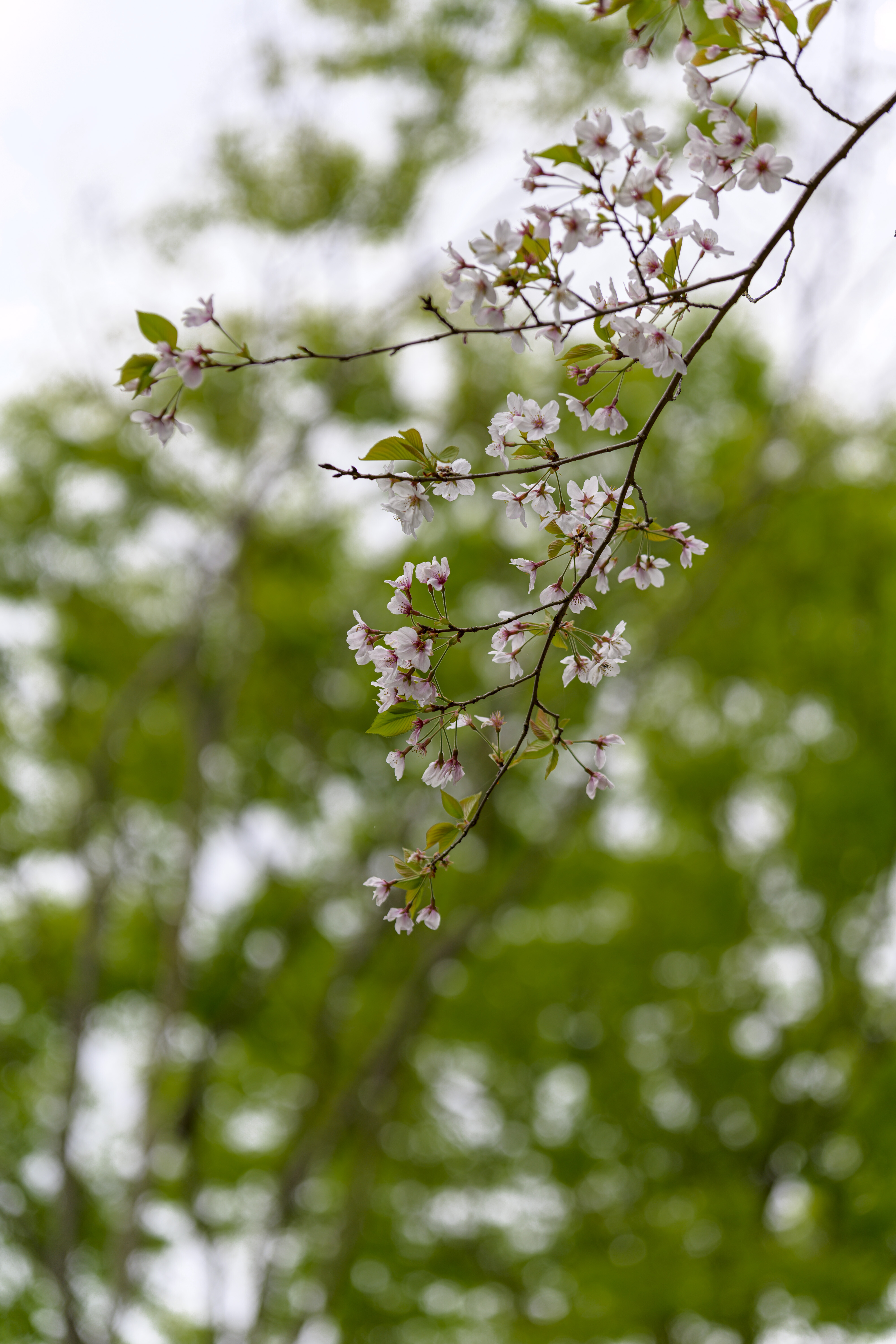 TAMRON 70-210mm F/4 Di VC USD ～ Z レンズから移行 : 花と私、時々虫たち