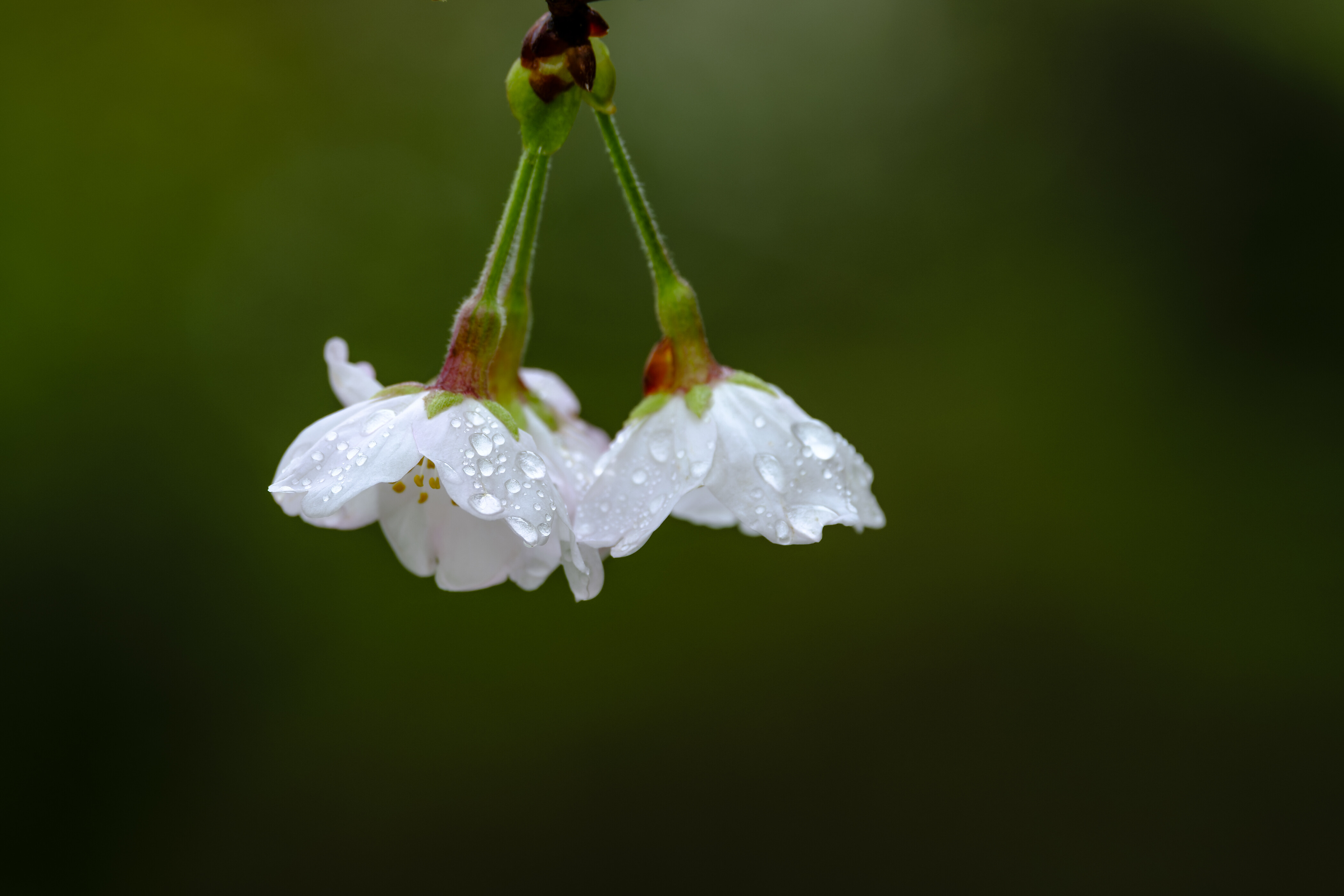 XF 70-300mm ／ 花を撮らずして語るなかれ : 花と私、時々虫たち