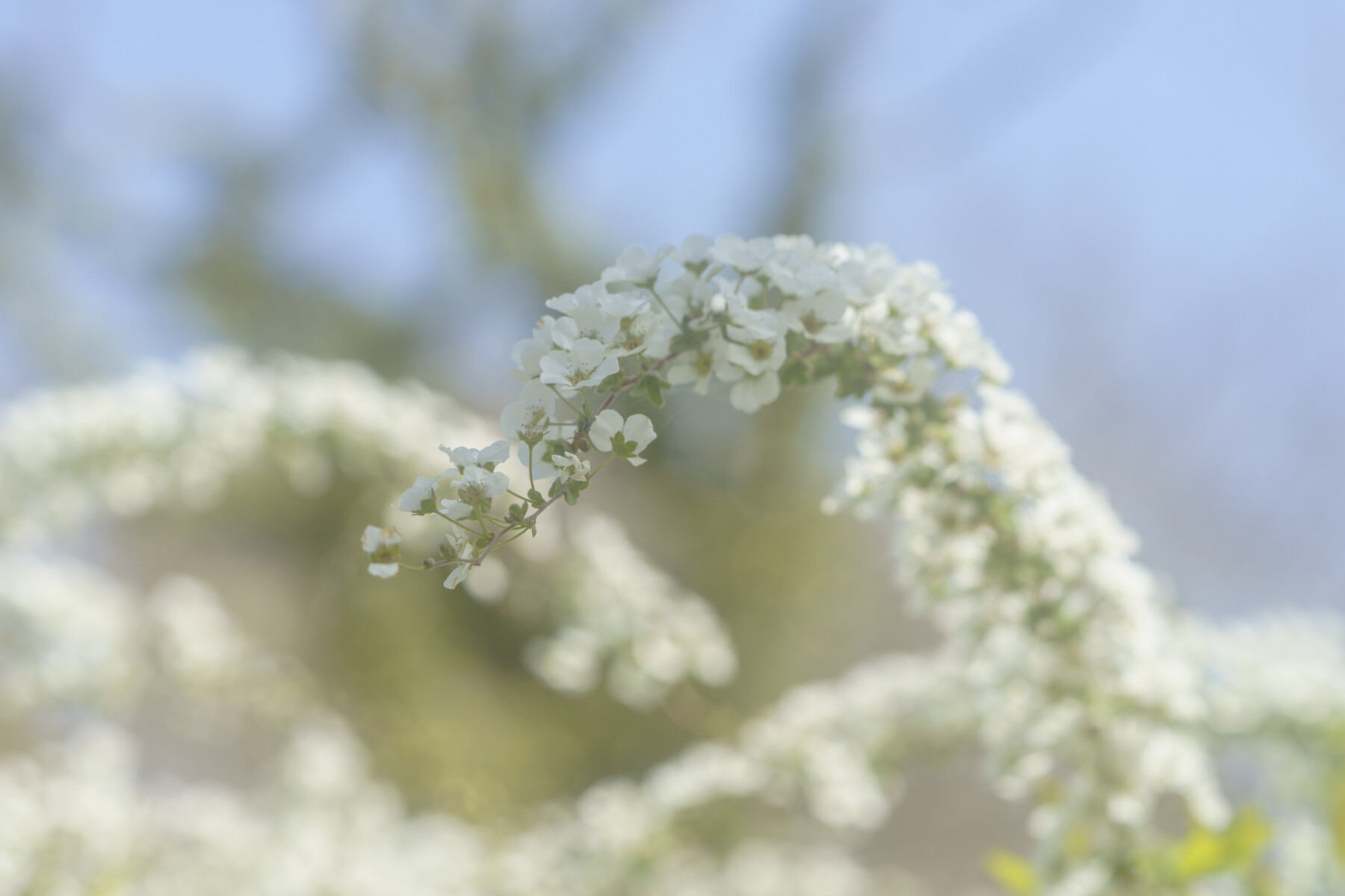 城北公園の枝垂れ桜、まだ五分咲き : 花と私、時々虫たち