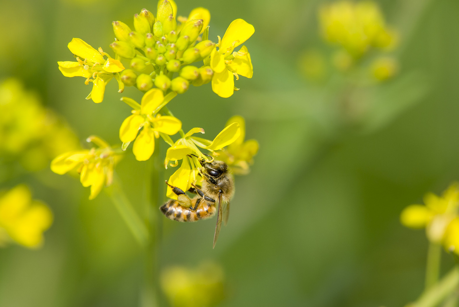 D80とサンヨン 花と私 時々虫たち