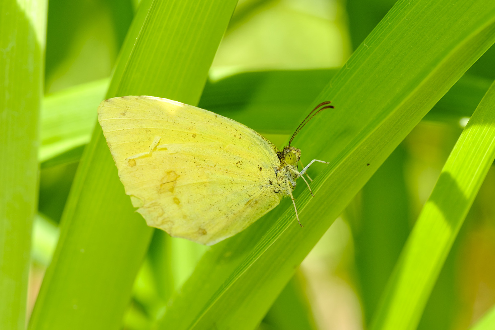 吉田公園の虫たち : 花と私、時々虫たち