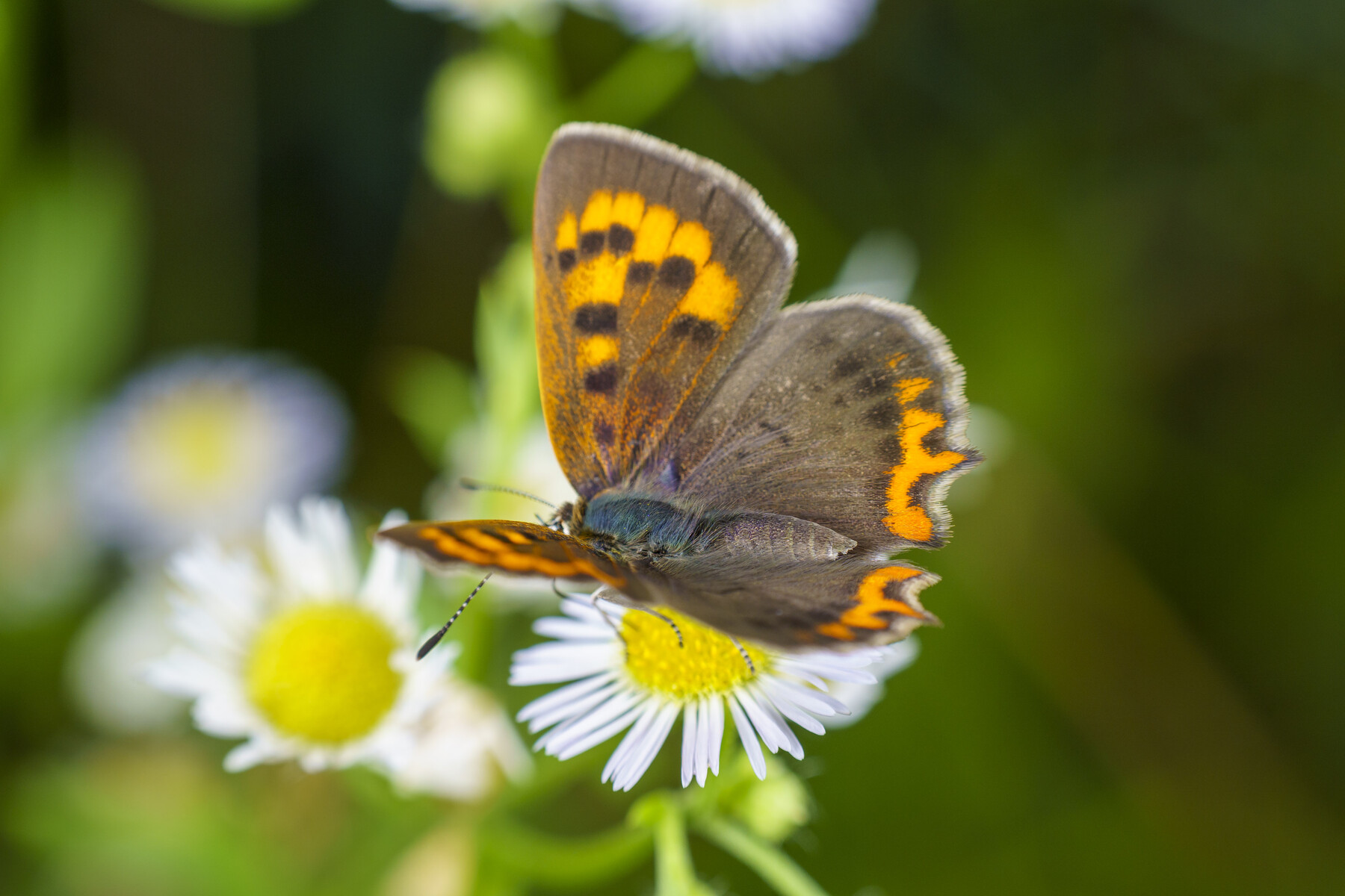 タヌキ寝入り レンズレビュー】タムロン 70-180mm F/2.8 Di III VC VXD G2