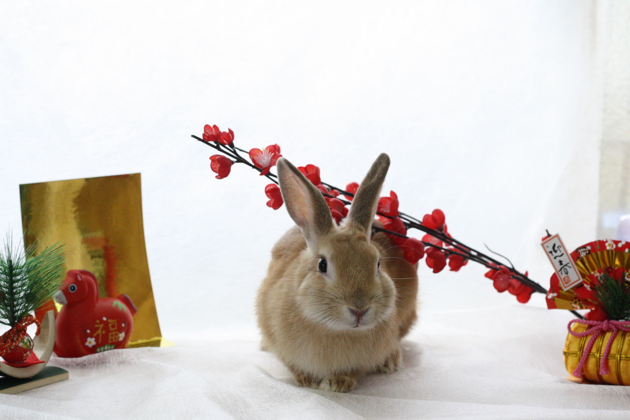 ちょっとうさぎ画像だけ うさぎの販売のお店 東北のうさぎ専門店プラスrabbit S Farm