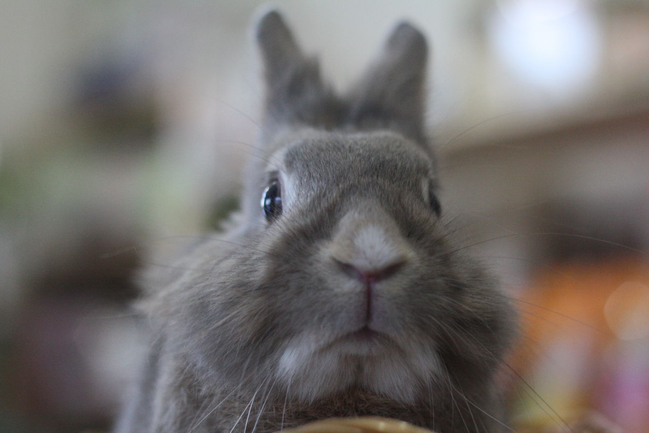 うさぎ販売の専門店 今日はウサギの正面写真 とベロぺロ うさぎの販売のお店 東北のうさぎ専門店プラスrabbit S Farm うさぎ販売の専門店 今日はウサギの正面写真 とベロぺロ うさぎの販売のお店 東北のうさぎ専門店プラスrabbit S Farm