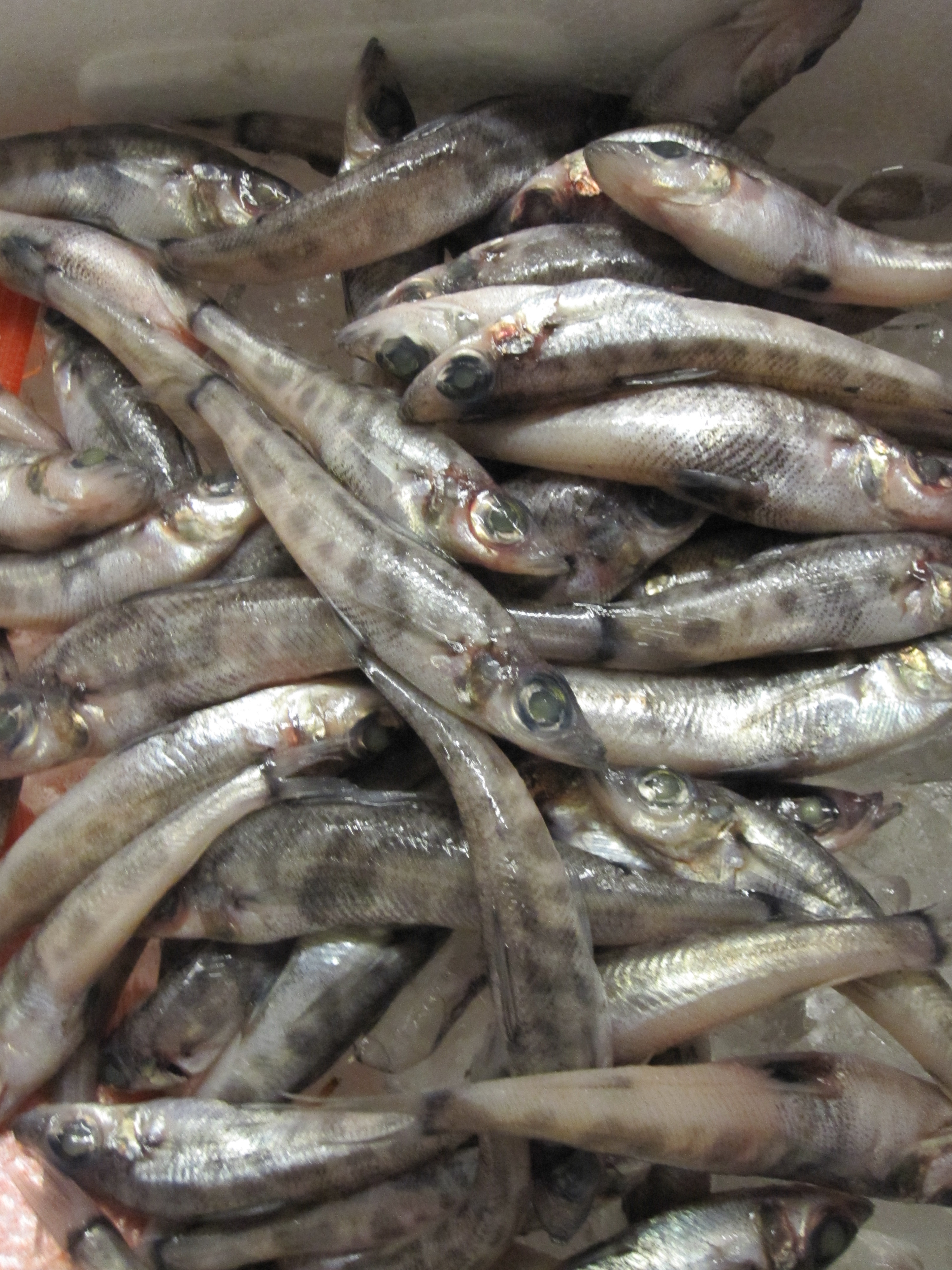 英語の発音 9月14日 いなせや