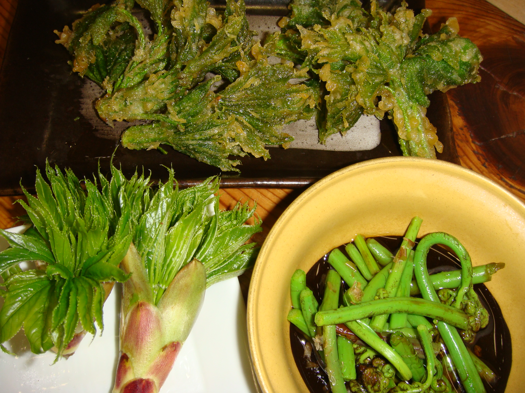 稲取細野高原 山菜狩り 稲取温泉日記帳