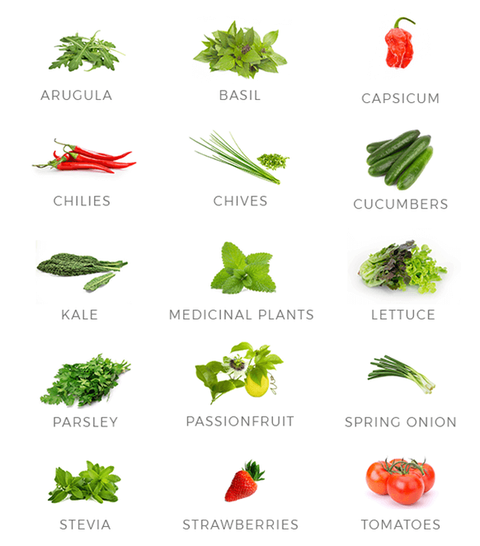 Types+of+Food+to+Grow+with+Aerospring
