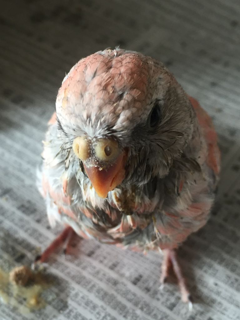 アキクサインコのファロー ピー子ちゃんはイイ子ちゃん アキクサインコのファロー ピー子ちゃんはイイ子ちゃん