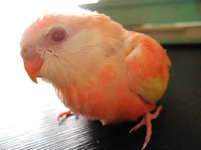 アキクサインコ いかがですか ピー子ちゃんはイイ子ちゃん