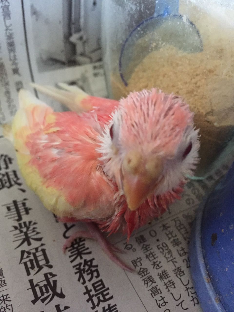 里親様募集中 ピー子ちゃんはイイ子ちゃん