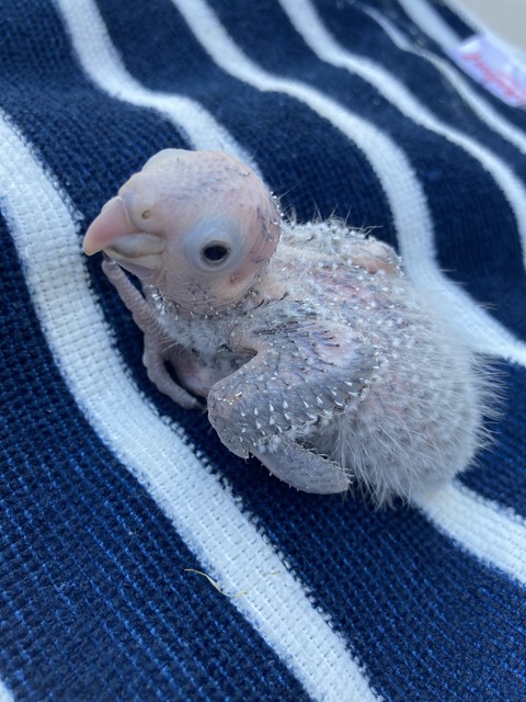 ウロコインコ雛❤️ : ピー子ちゃんはイイ子ちゃん💕 - Vimarsana News