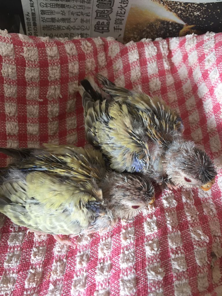 アキクサインコのファロー ピー子ちゃんはイイ子ちゃん アキクサインコのファロー ピー子ちゃんはイイ子ちゃん