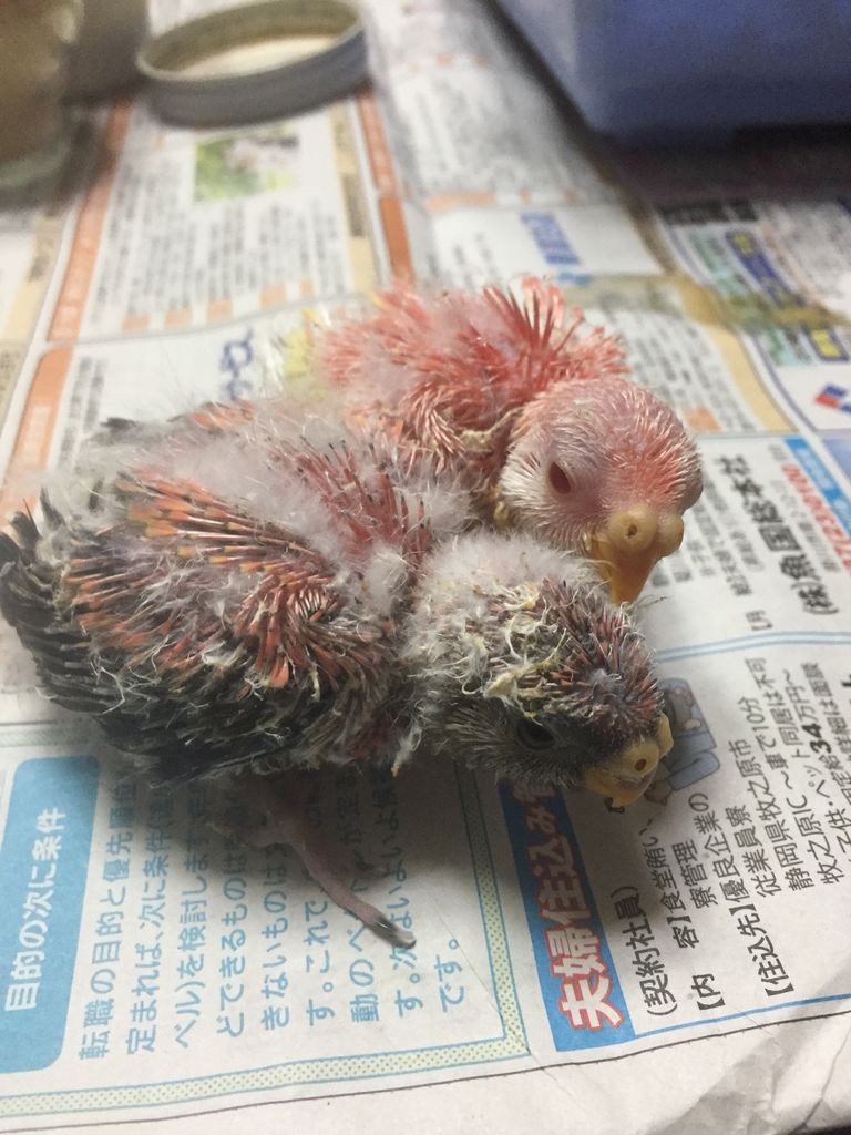 アキクサインコ里親様募集中 ピー子ちゃんはイイ子ちゃん