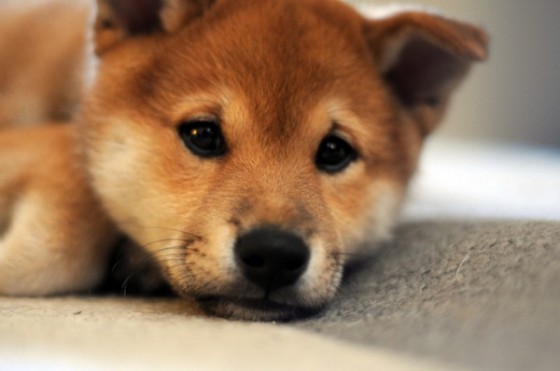 すまん、犬。