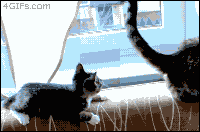 Gif画像 おもしろい猫のgifを貼ってくww 2chまとめ 読み物 長編 名作 2monkeys Jp Gif画像 おもしろい猫のgifを貼ってくww 2chまとめ 読み物 長編 名作 2monkeys Jp