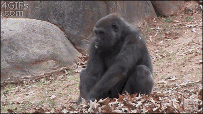 Gif画像 時間が許す限りゴリラを堪能してほしい 2chまとめ 読み物 長編 名作 2monkeys Jp Gif画像 時間が許す限りゴリラを堪能してほしい 2chまとめ 読み物 長編 名作 2monkeys Jp