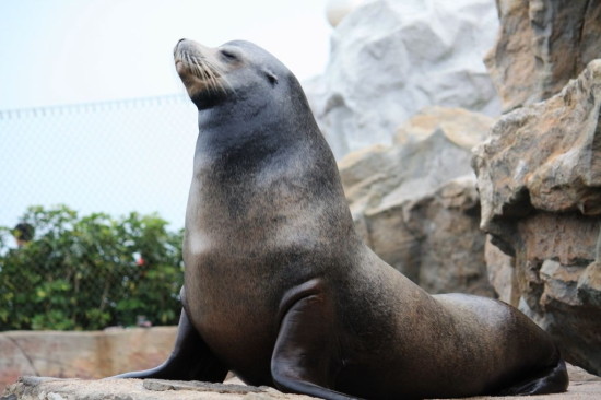 Lineの友達の数二桁以上は数教えろ 一桁はオットセイの真似でもしてろ 2chまとめ 読み物 長編 名作 2monkeys Jp