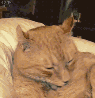 動物gif 2chまとめ 読み物 長編 名作 2monkeys Jp