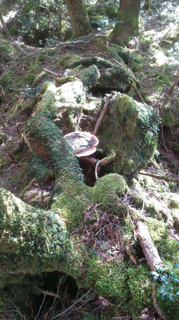 樹海の落とし物 遺書 樹海の落とし物 遺書