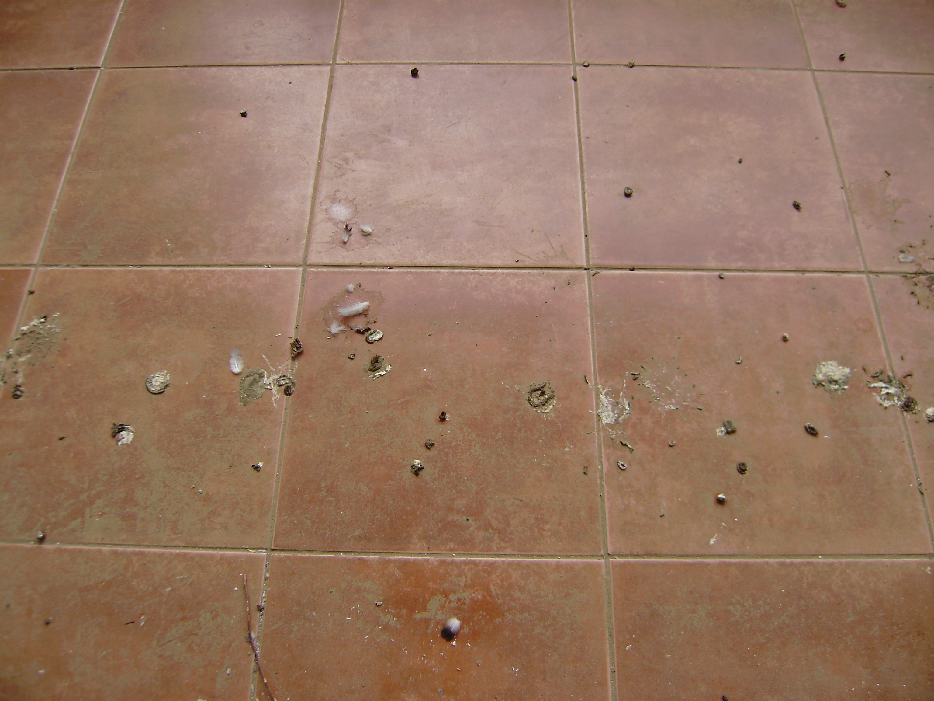 インドの鳩のフン害に憤慨 インドに単身赴任した団塊オヤジの奮闘記