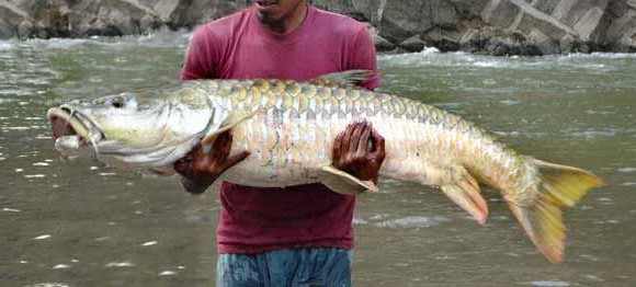 インドで釣れる魚 淡水 汽水 その1 インドの釣り糸 インド発信 Fishing Line Of India From India