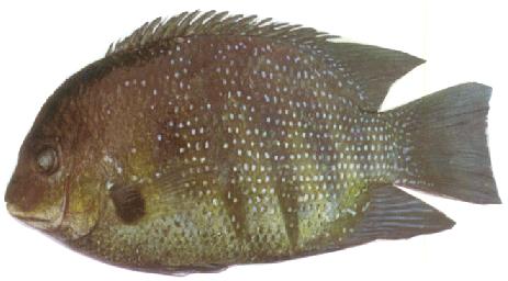 インドで釣れる主な魚 海水 その2 種 インドの釣り糸 インド発信 Fishing Line Of India From India
