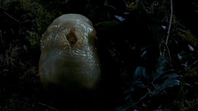 スリザー slither スプラッター野郎