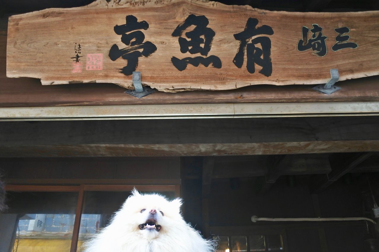 有魚亭 三崎口 : ぴぃちゃんとテラス席。