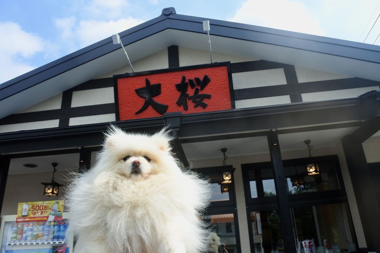 大桜 荏田 ぴぃちゃんとテラス席