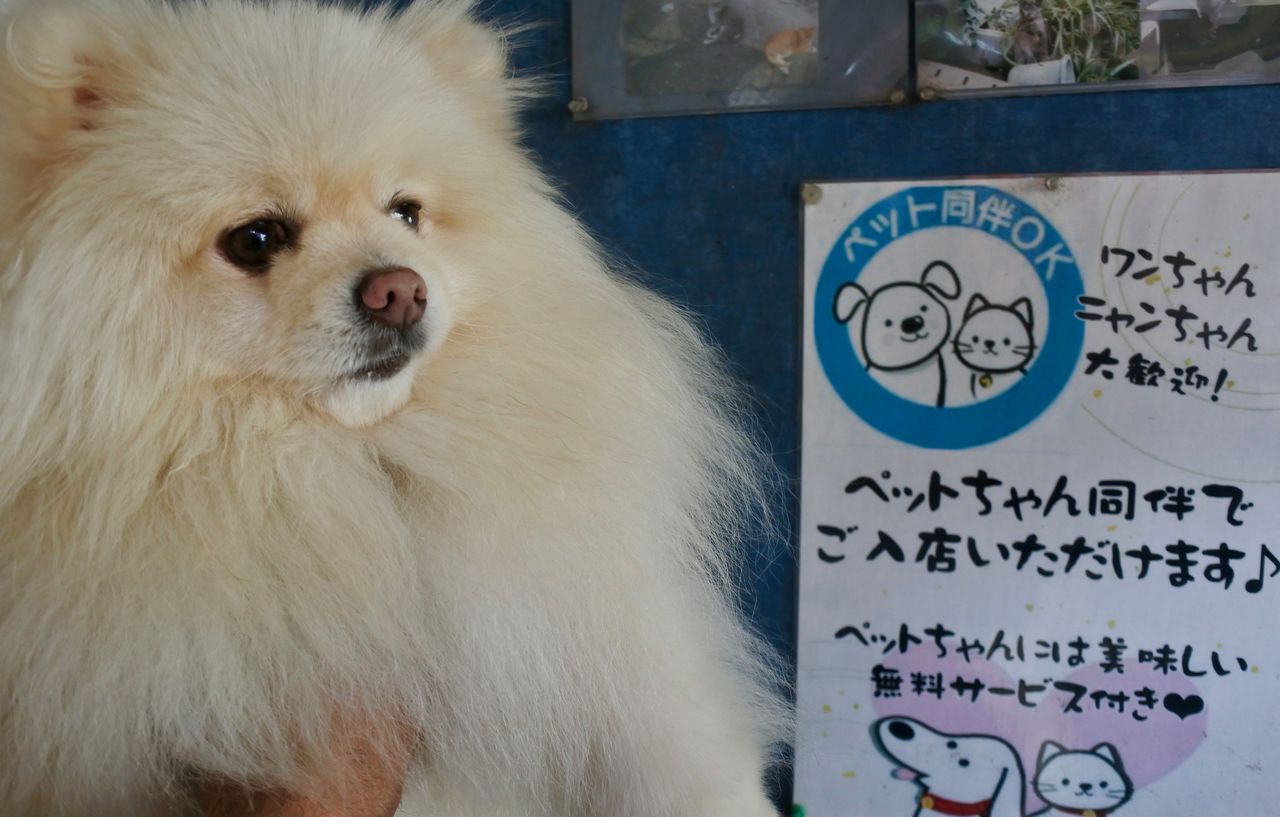 有魚亭 三崎口 : ぴぃちゃんとテラス席。
