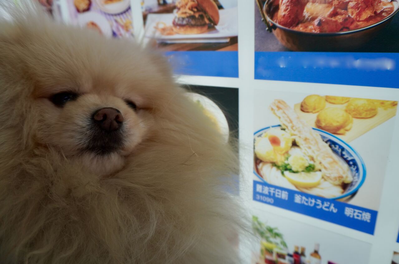 難波千日前 釜たけうどん 明石焼 三井アウトレットパーク 横浜ベイサイド店 ぴぃちゃんとテラス席