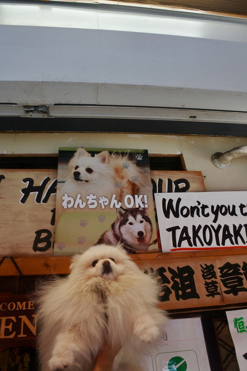 浅草 たこ丸 ぴぃちゃんとテラス席