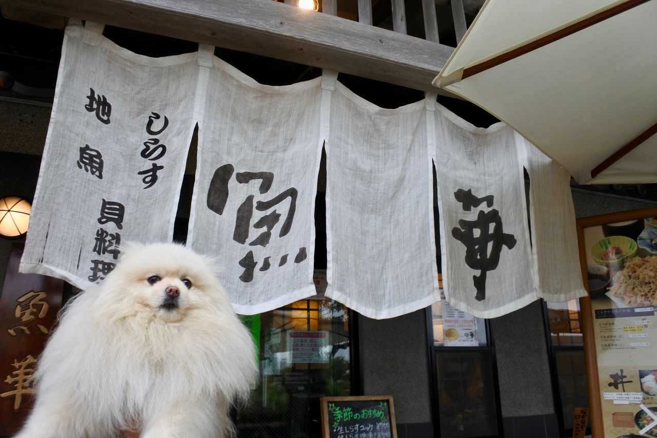 魚華 江ノ島 ぴぃちゃんとテラス席